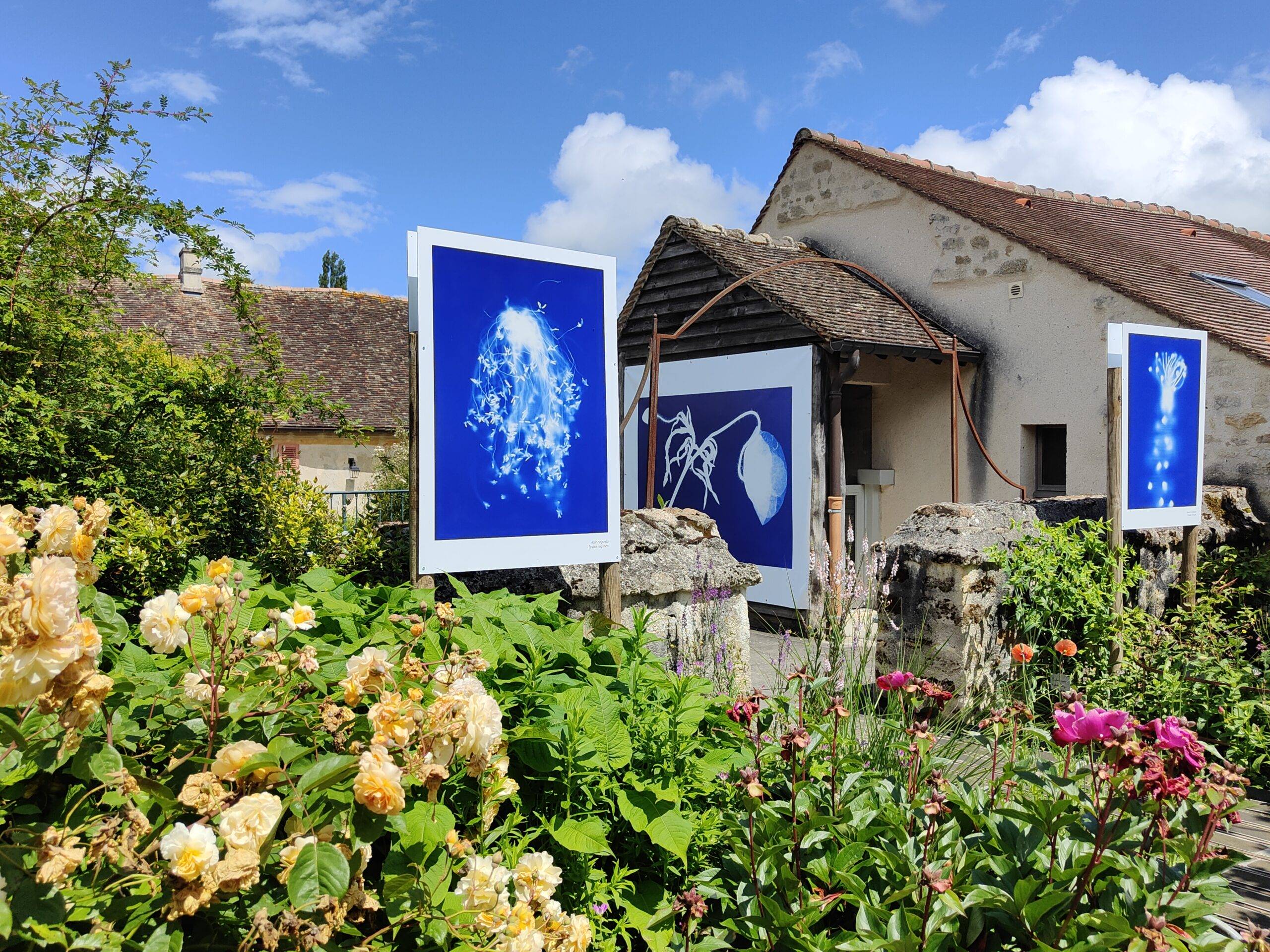 You are currently viewing L’Herbier Bleu, poésies végétales au jardin